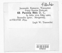Puccinia ribis image